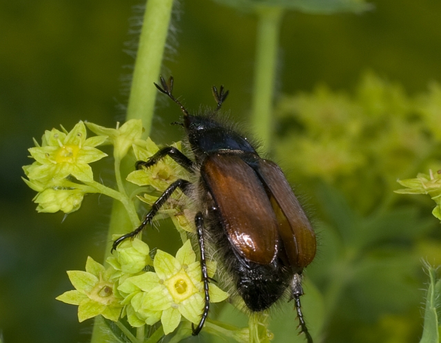 Phyllopertha horticola